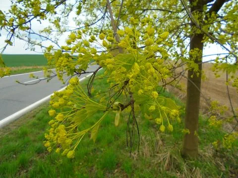 Close view on blooming maple tree between road and field. Stock Photos