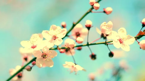 Close up view of blooming pink cherry branch on the wind against teal sky 스톡 동영상 60094836
