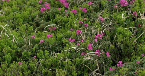 Close up view of blooming pink rhododendron field in the mountains under the Stock Footage 79644885
