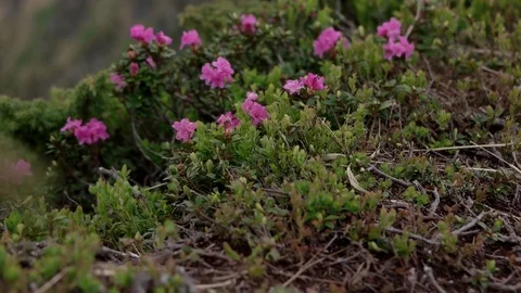 Close up view of blooming pink rhododendron field in the mountains under the Stock Footage 79657404