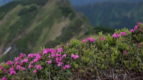 Close up view of blooming pink rhododendron field in the mountains under the Stock Footage 79658331