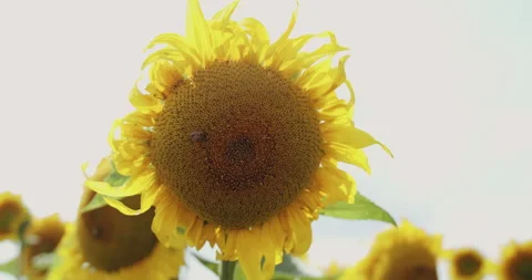Close view of blooming sunflower with bee at camera on bright sky background Vídeo Stock 133264492