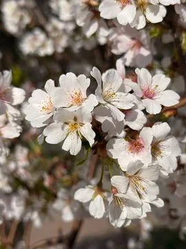 Close-up view of blooming white cherry blossoms with pink centers Stock Photos