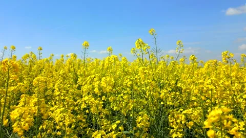 Close-up view of blooming yellow rapeseed flowers in spring under clear blue sky Stock Footage 306518607