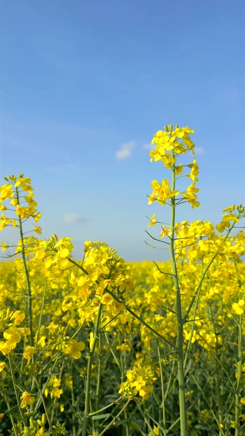 Close-up view of blooming yellow rapeseed flowers in spring under clear blue sky Stock Footage 306519455