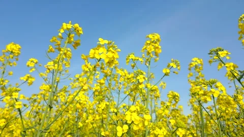 Close-up view of blooming yellow rapeseed flowers in spring under clear blue sky Stock Footage 309659490