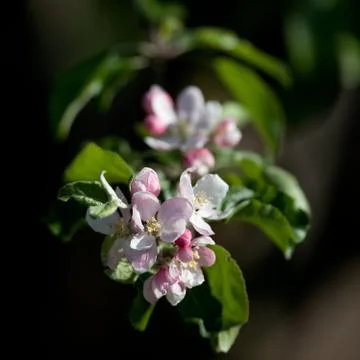 Close-up view of a blossoming apple tree on a lovely sunny sprin Stock-Fotos