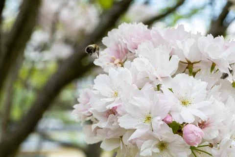 A close-up view of a blossoming apple tree of paradise with a flying bee. Stock-Fotos