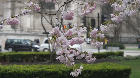 A close-up view of blossoming pink flowers on the thin branches of a tree. Stock Footage 130880955