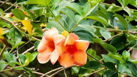 A close-up view of the blossoms flowers Stock Footage 316369155