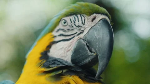 Close-up view of blue-and-yellow macaw turning head slightly Stock Footage 305356428