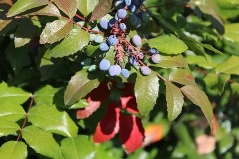 Close-Up View of Blue Berries on a Tree in a Forest Setting Stock Photos