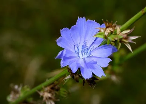 A close-up view of the blue chicory flower Stock Photos