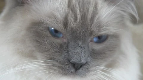 A close up view of a blue eyed ragdoll cat. Video stock 143226568