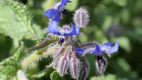 Close-up view of a blue flower Stock Footage 74174540