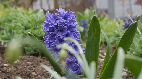 A close up view of a blue flower planted on the ground. Stock Footage 104674213