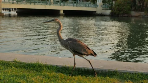 Close up view of Blue heron bird walking right to left in Grass by a curved seaw Stock Footage 278198157