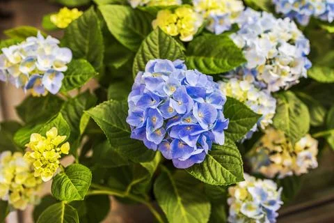 Close up view of blue hydrangea flowers blooming with green leaves in garden. Stock Photos