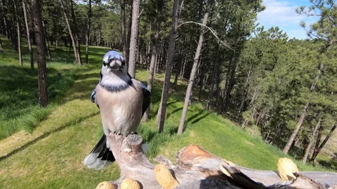Close view of Blue Jay landing and taking off at 50% speed Stock Footage 111684687