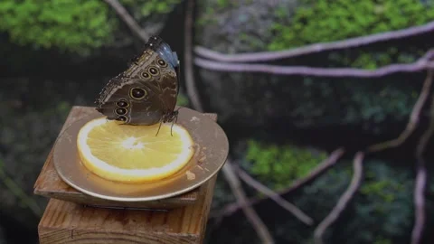 Close up view Blue Morpho butterfly. Morpho peleides. Stock Footage 141774341