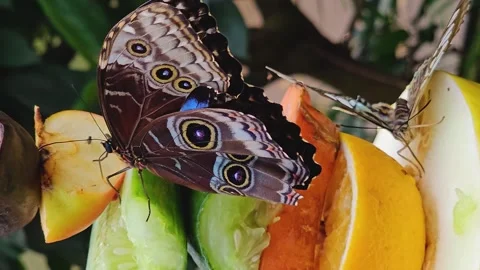 Close view of a blue morpho butterfly Stock Footage 266879016