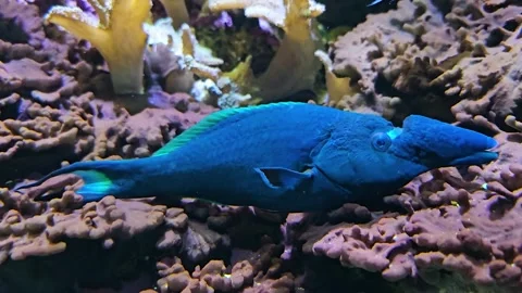 Close view of a blue nose fish Stock Footage 267663449