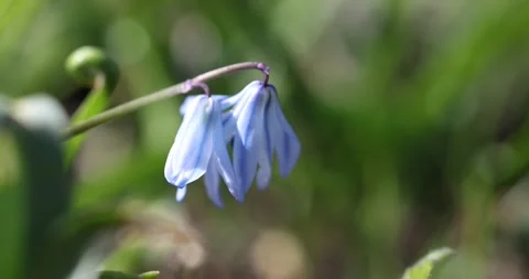Close up view of Blue scilla flowers swaying to wind. Stock Footage 240141402