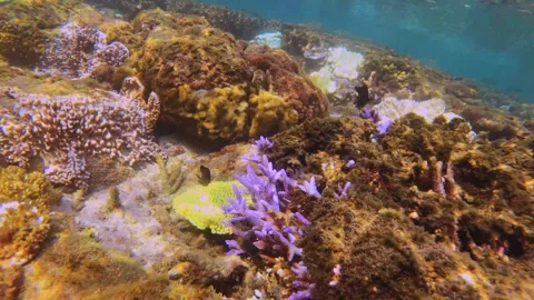 Close up view of blue shallow ocean sea water with finger leather soft corals an Stock Footage 242327532