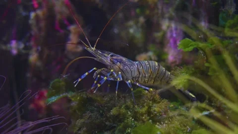 Close up view of a blue shrimp  Stock Footage 241019092