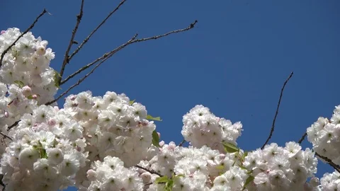 Close up view of blue sky and cherry blossom 4k Stock Footage 125607053