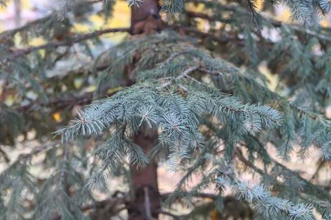 Close view of blue spruce Picea pungens branches with dense sharp needles. Ev Stock Photos