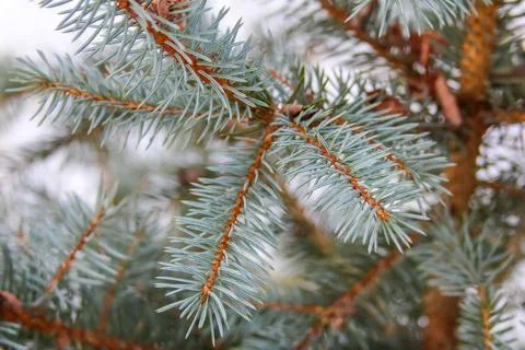 Close-up view of blue spruce tree branches with sharp needles and texture Stock Photos