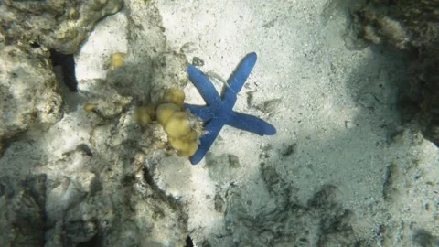 Close up view of blue starfish with corals around in shallow calm lagoon of turq Stock Footage 244116336