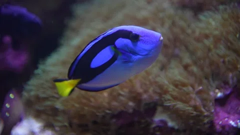 Close view of a blue surgeon fish floating Stock Footage 296549013