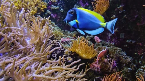 Close view of a blue surgeon fish floating Stock Footage 296842152