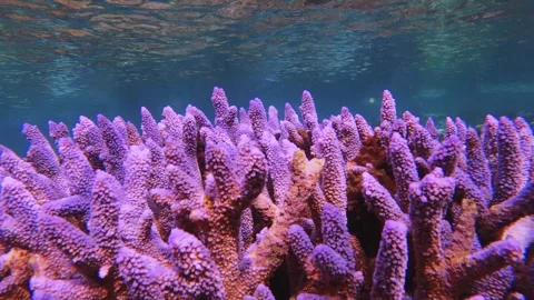 Close up view of blue water ocean sea with ripple motion movement effect on the  Stock Footage 242329663