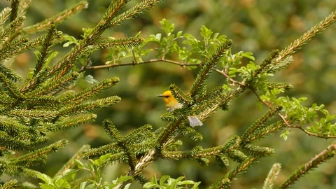 Close view of blue-winged warbler stepping down sharp pine branches Video stock 100476462