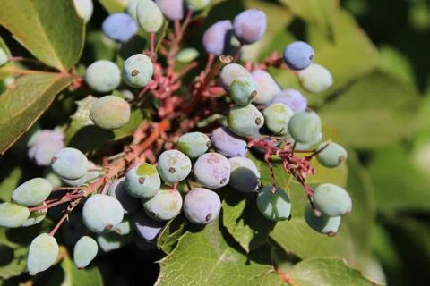 Close-Up View of Blueberries on a Tree in a Forest Setting Stock Photos