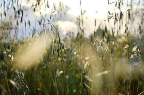 Close-up   view of blurred spring wild oat  field  over bright sky  during  s Stock Photos