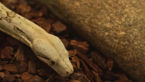 Close view of a boa constrictor  Stock Footage 258094359