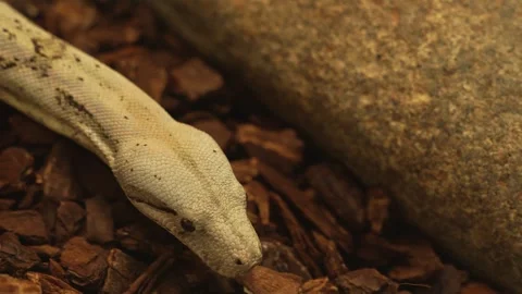 Close view of a boa constrictor  Stock Footage 258974679