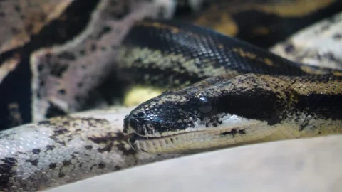 Close view of a boa constrictor head  Stock Footage 256933377