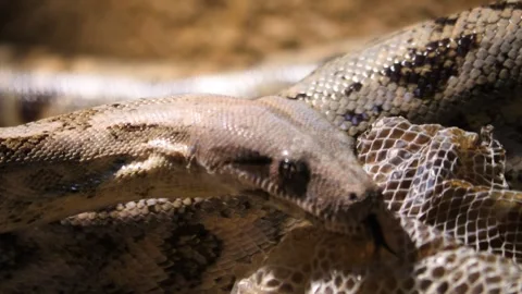 Close view of a boa constrictor head Stock Footage 256933422