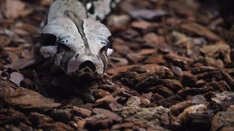 Close view of a boa constrictor head Stock Footage 256933557