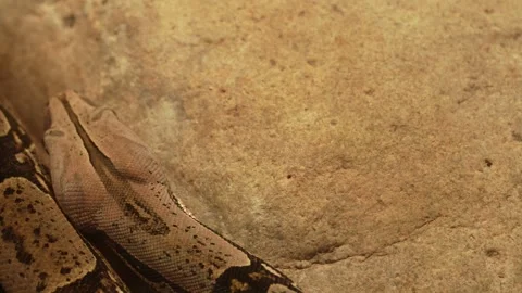 Close view of a boa constrictor head Stock Footage 257257699
