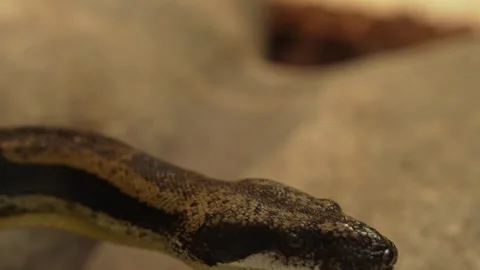 Close view of a boa constrictor head Stock Footage 257257803