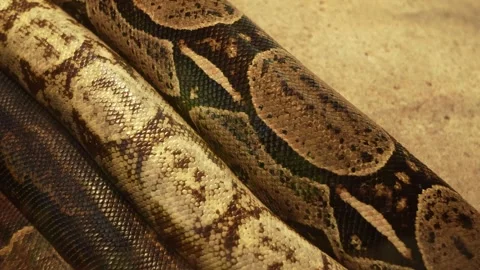 Close view of a boa constrictor head Stock Footage 257258043