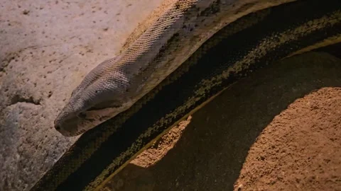 Close view of a boa constrictor head  Stock Footage 257381766