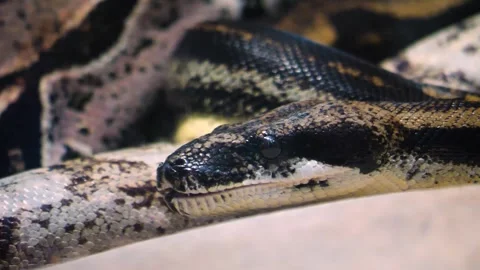 Close view of a boa constrictor snake Stock Footage 257037606