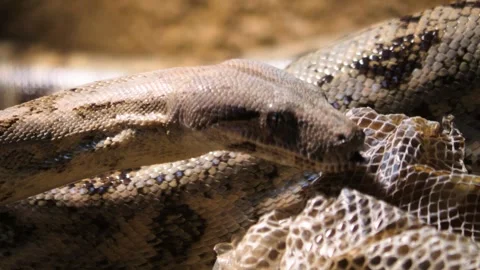 Close view of a boa constrictor snake Stock Footage 257037706